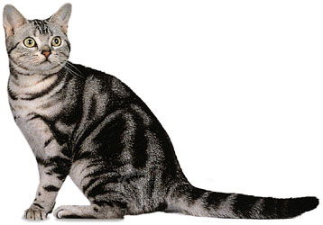 American shorthair